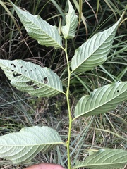 Rhamnus nakaharai