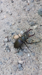 Lucanus