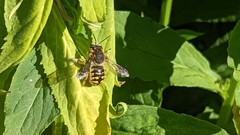 Anthidium manicatum