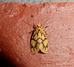 Miltochrista terminospota