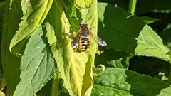 Anthidium manicatum