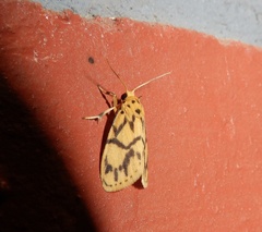 Miltochrista terminospota