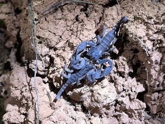 Scorpiops puerensis