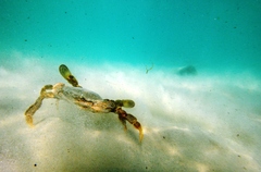 Ovalipes australiensis