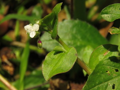 Callisia gracilis