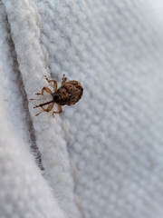 Lignyodes bischoffi