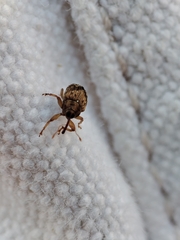 Lignyodes bischoffi