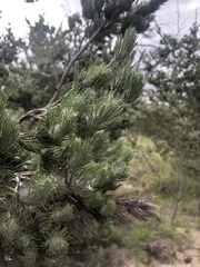 Adenanthos