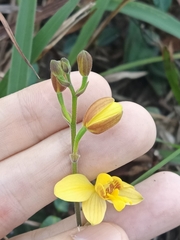 Spathoglottis pubescens