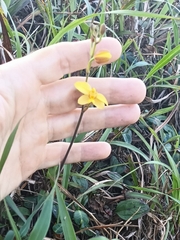 Spathoglottis pubescens