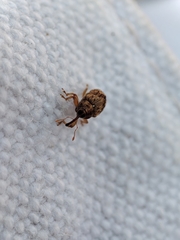 Lignyodes bischoffi