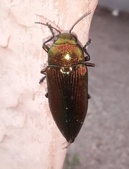 Eurythyrea aurata