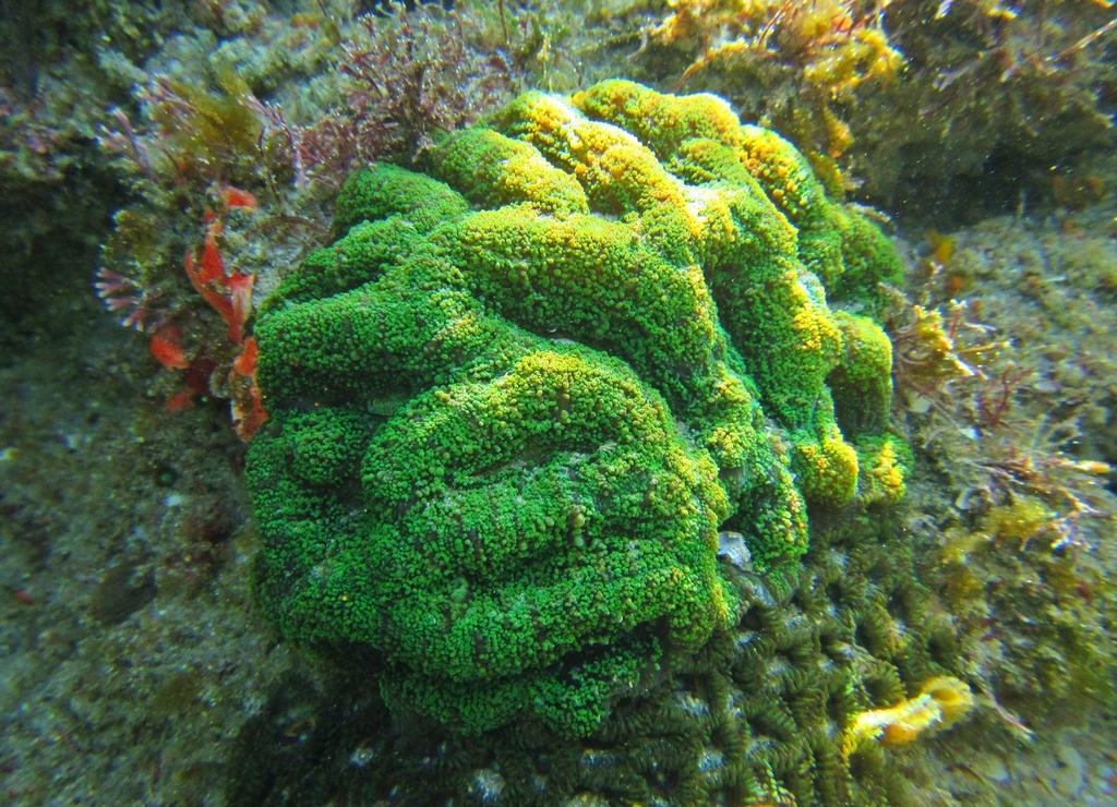 Lobophyllia simplex
