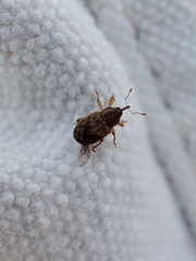 Lignyodes bischoffi