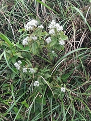 Eupatorium chinense