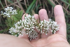 Eupatorium chinense