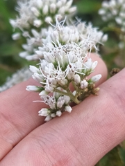 Eupatorium chinense