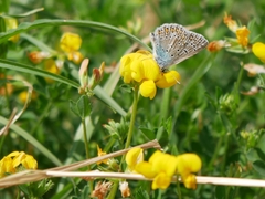 Polyommatus icarus