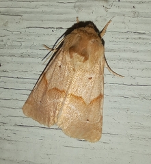 Mycteroplus puniceago