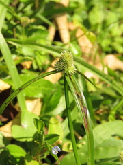 Cyperus hortensis