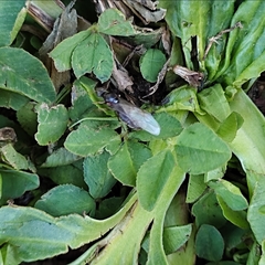 Lasius
