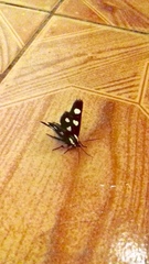 Androloma disparata