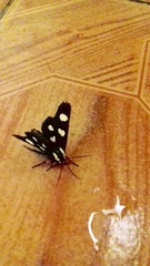 Androloma disparata