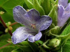 Strobilanthes kunthiana