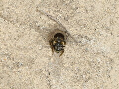 Halictus maculatus