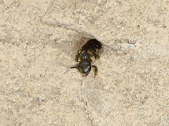 Halictus maculatus