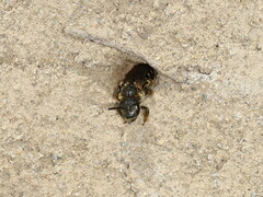 Halictus maculatus