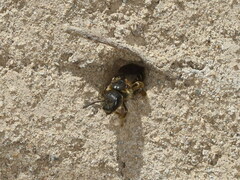 Halictus maculatus