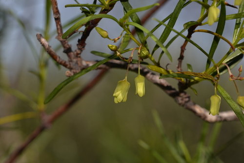 Aphanopetalum clematideum