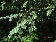 Torreya nucifera