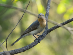 Myiagra rubecula concinna