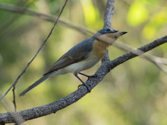 Myiagra rubecula concinna