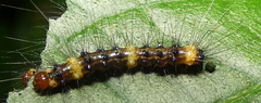 Dysschema tricolora