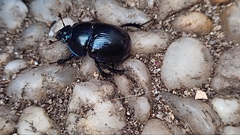 Anoplotrupes stercorosus