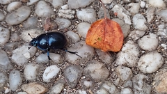 Anoplotrupes stercorosus