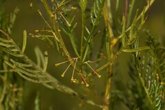 Dodonaea inaequifolia