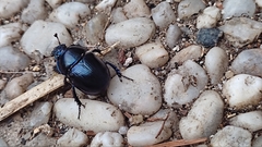 Anoplotrupes stercorosus