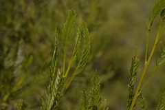 Dodonaea inaequifolia