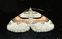 Xanthorhoe labradorensis