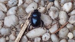 Anoplotrupes stercorosus