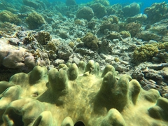 Lobophytum sarcophytoides