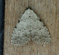 Dyspyralis puncticosta