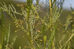 Dodonaea inaequifolia