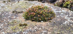 Grimmia pulvinata