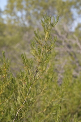 Dodonaea inaequifolia