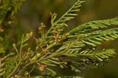 Dodonaea inaequifolia